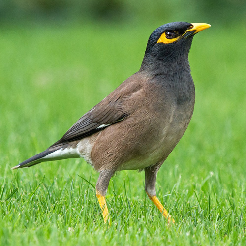 common-myna-1